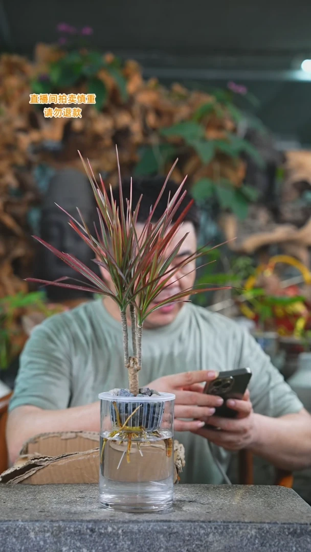 当前无花栽培后可以开花千年木玻璃瓶553T