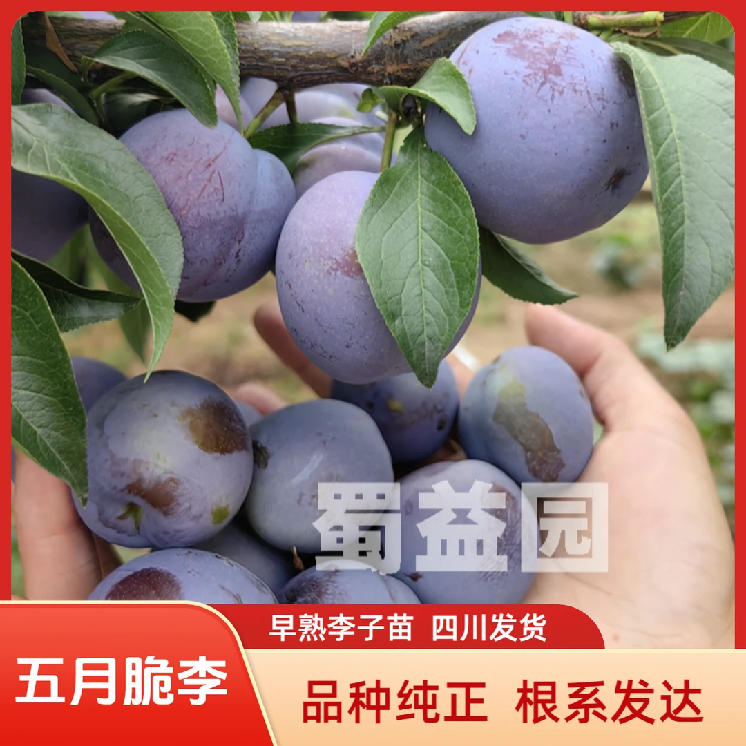 早熟五月脆李子树苗凤凰李子嫁接苗脱骨红脆李子苗木现挖保湿发货