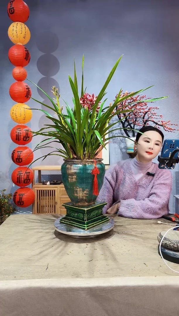 【闪购商品】盆景兰花 红双喜