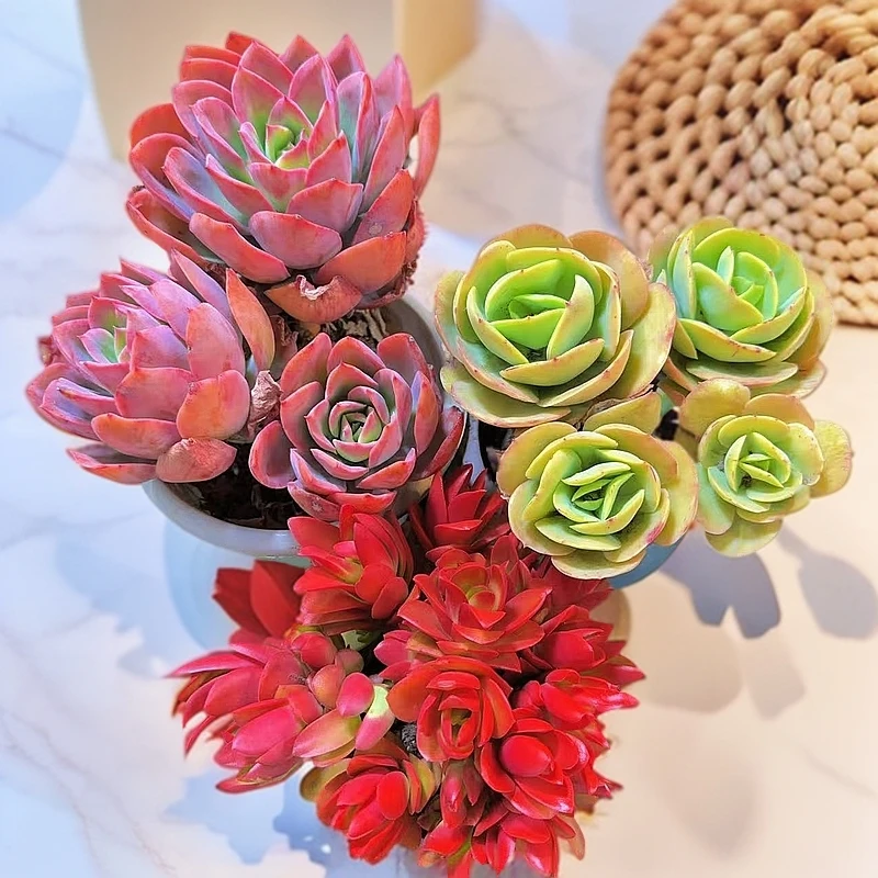 绮罗+碧桃+红百合多肉植物组合套餐新手好养盆栽绿植全带盆土