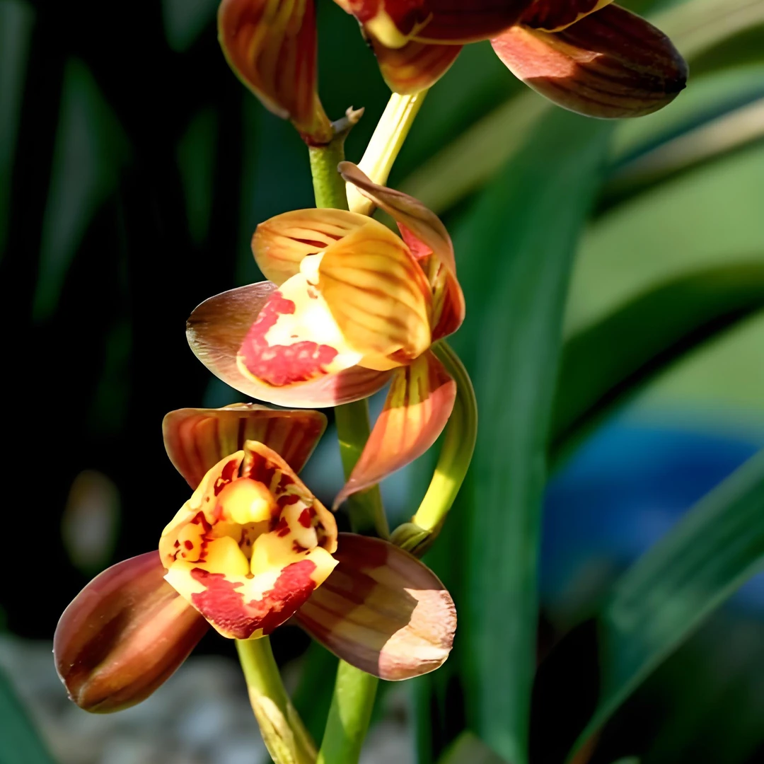 建兰老种【红君荷】属建兰八大名品之首