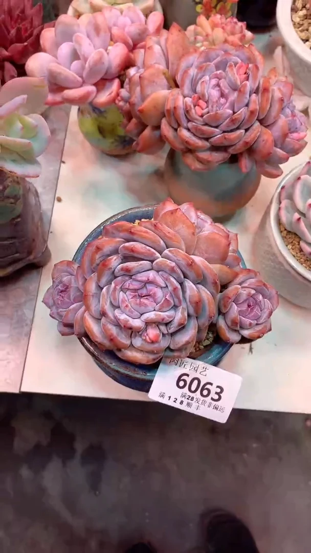 6063（一物一拍实付满28发货，默认不带盆土）