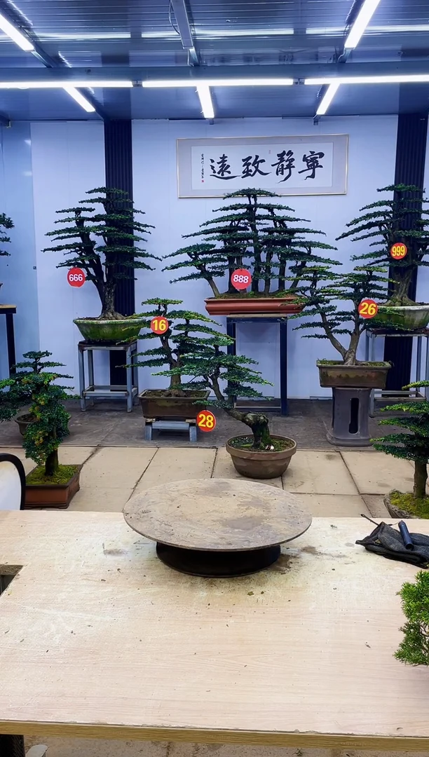 无花朵速**行000000000000