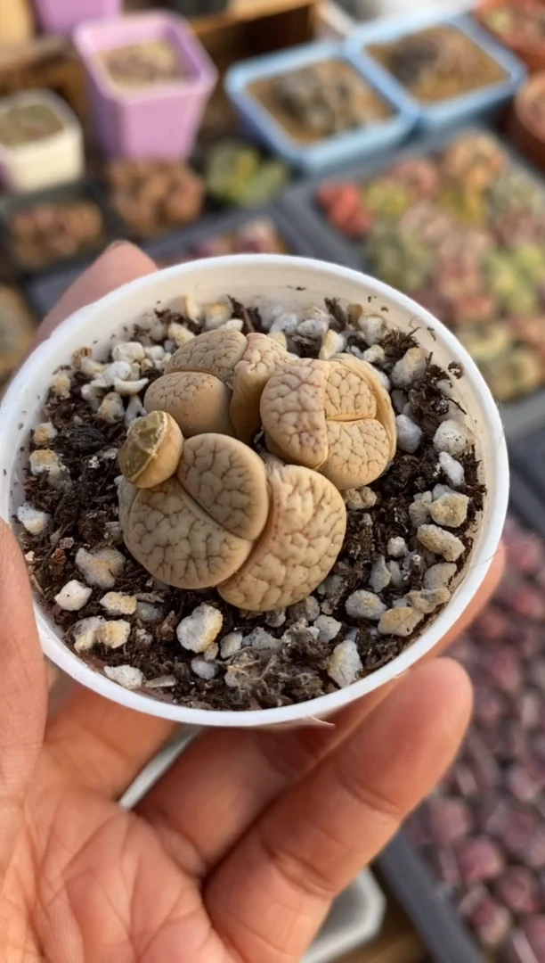 【闪购商品】8633直播一物一拍