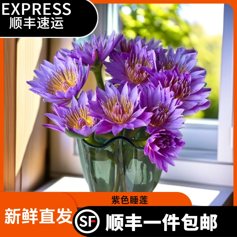 【顺丰包邮】紫色睡莲鲜切花室内水养插花鲜花广州花卉基地新鲜直发