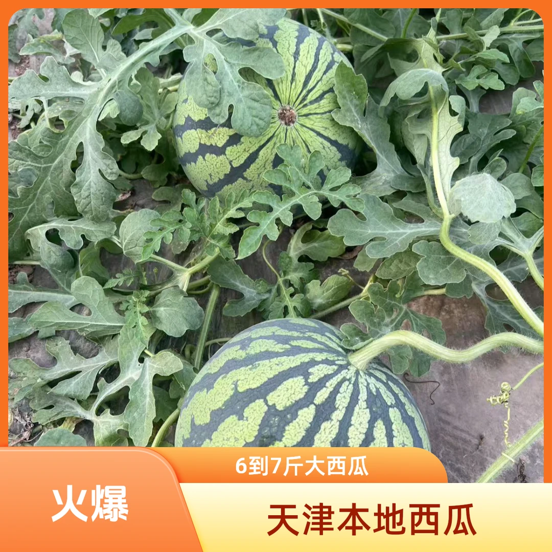 【京东特快】天津本地台头西瓜6到11斤新鲜天津市