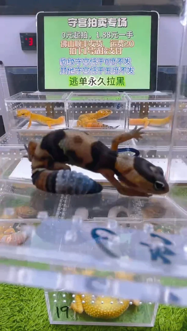 豹纹守宫守宫可爱温顺迷人好看