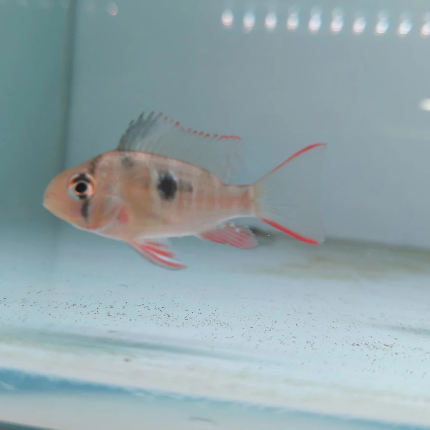 【老吴精选好物】玻利维亚鱼（三单发货）