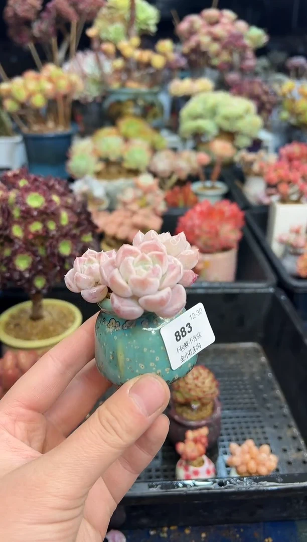 【闪购商品】885花盆