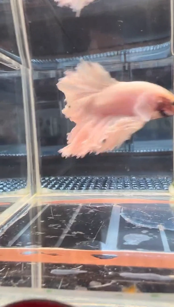 斗鱼斗鱼绣球大耳朵