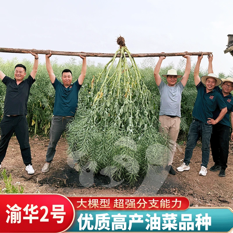渝华2号高产油菜种子抗病高产籽粒大油菜品种