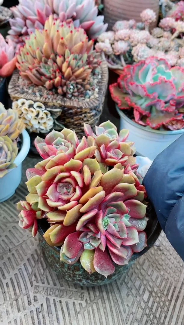 【闪购商品】21142