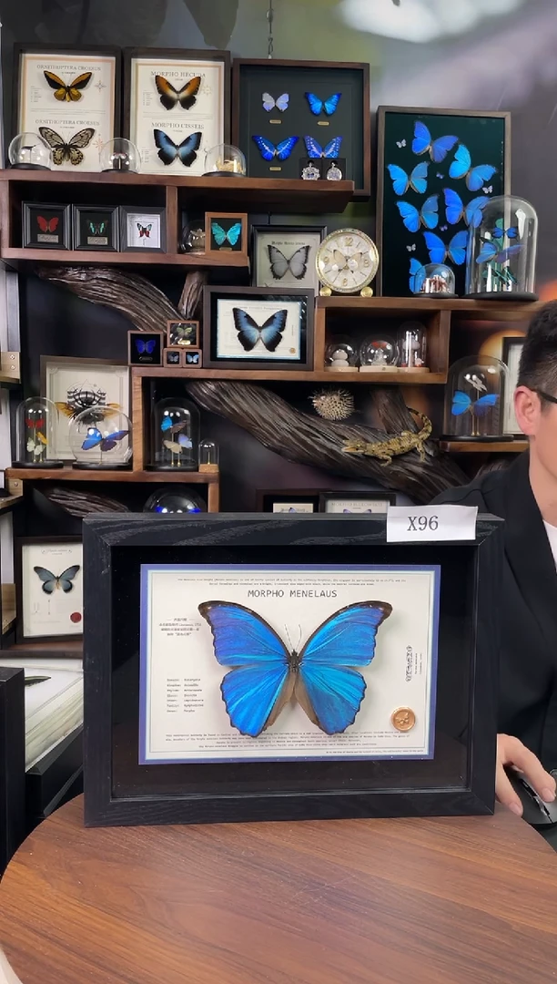 大蓝闪蝶-横向悬浮款【A4平面框】X96微瑕