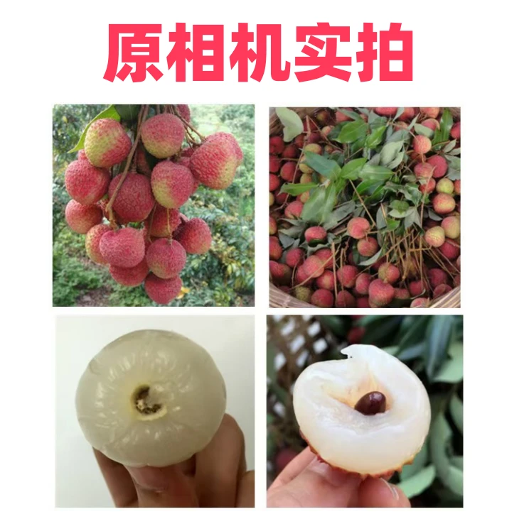 (广东省内包邮)广东白糖罂荔枝现摘爆甜多汁顺丰正宗新鲜荔枝