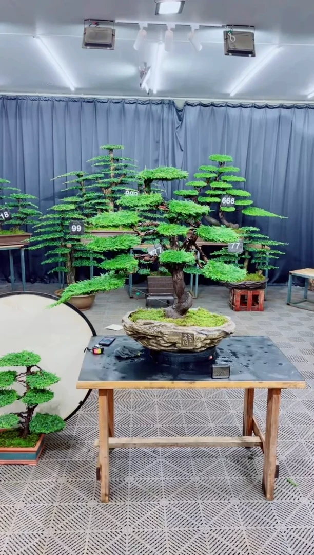 无花朵迎客松111济州