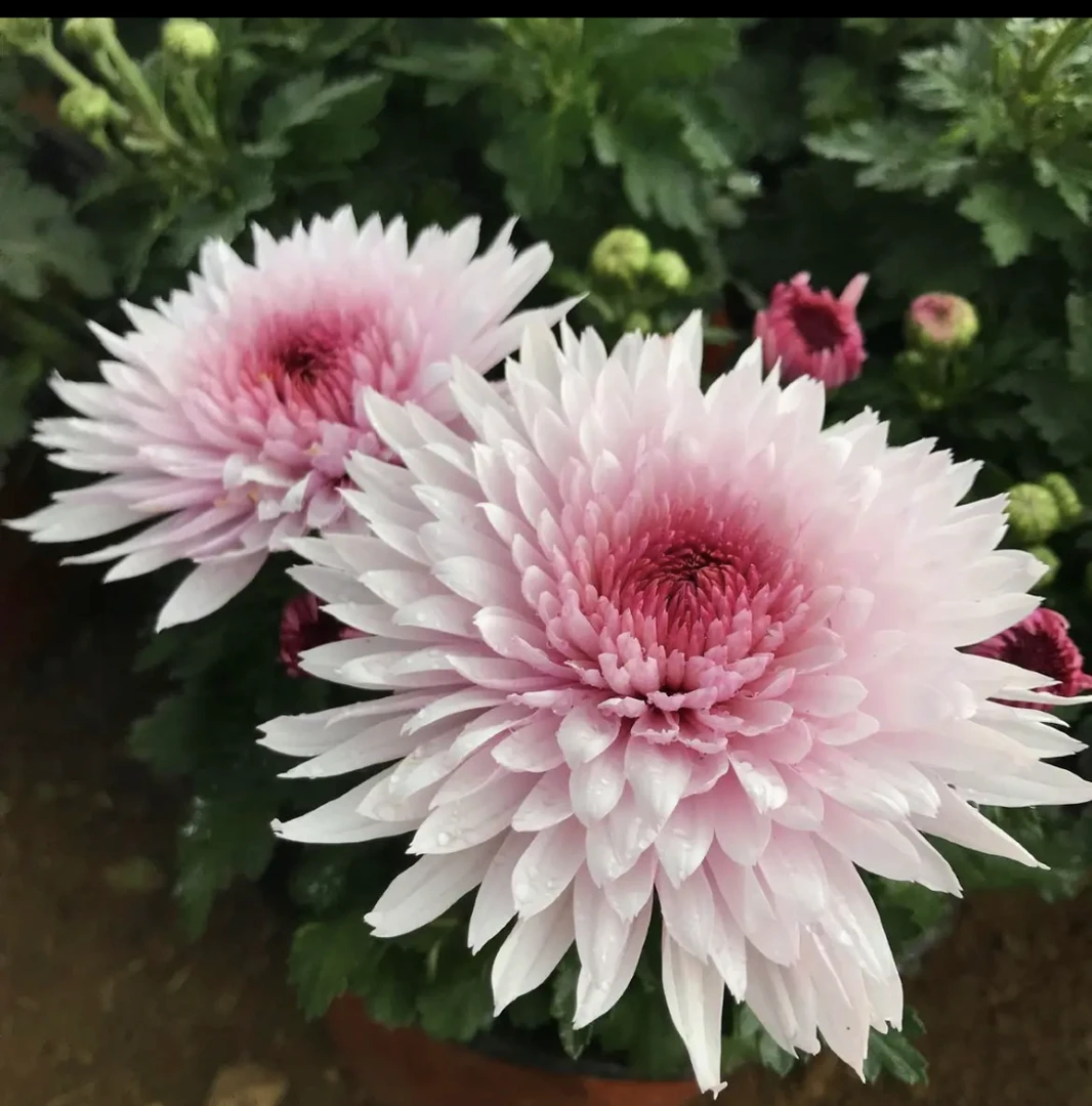 九月菊【荷塘月色小苗3棵】富贵菊  菊花苗  带土不打标签