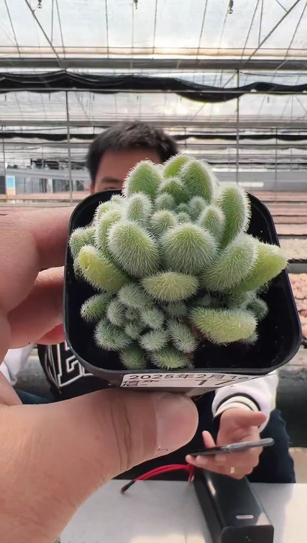 【闪购商品】信东尼多肉-17