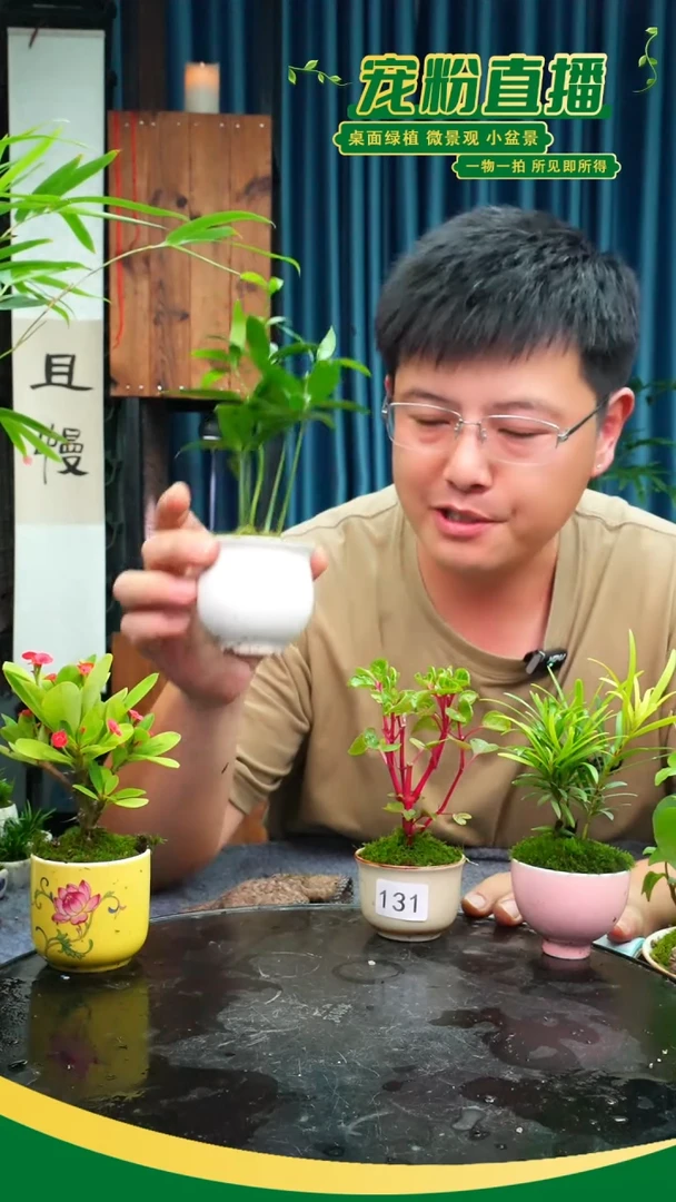 无花朵云*苔藓微景观131号