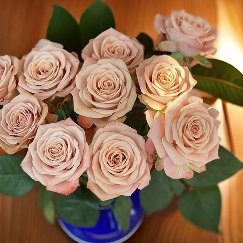 【1枝卡布奇诺玫瑰】～全店满35元包邮～《今天下单明天到》居家鲜花