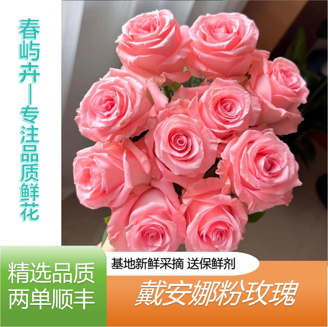 【粉玫瑰】云南基地直发任意拍两单顺丰 插花 鲜花直播间现场卖花