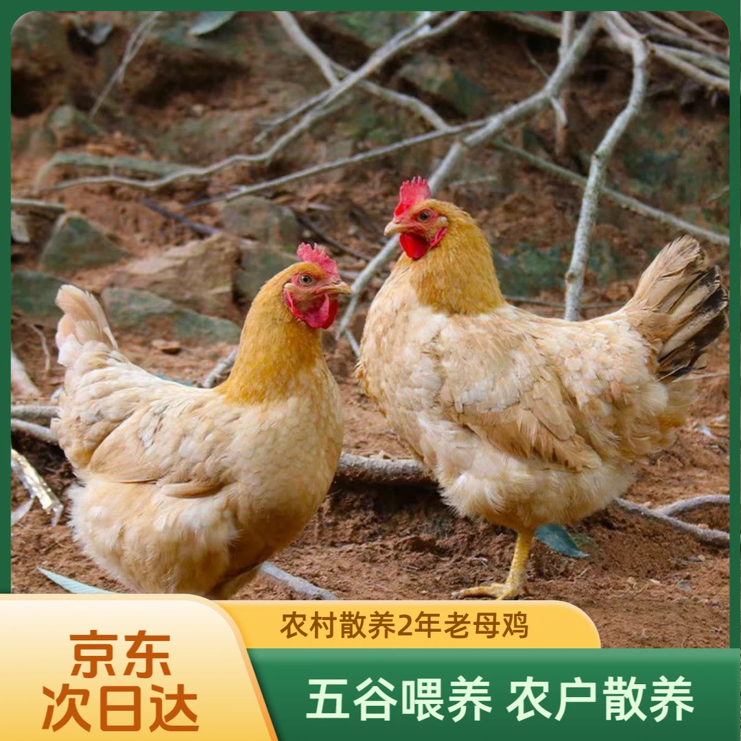 【母鸡】密云库区散养柴鸡