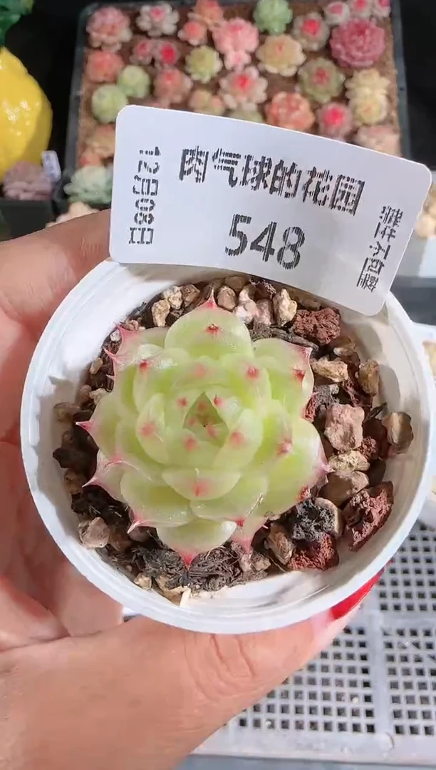 1208-548多肉群生不包整