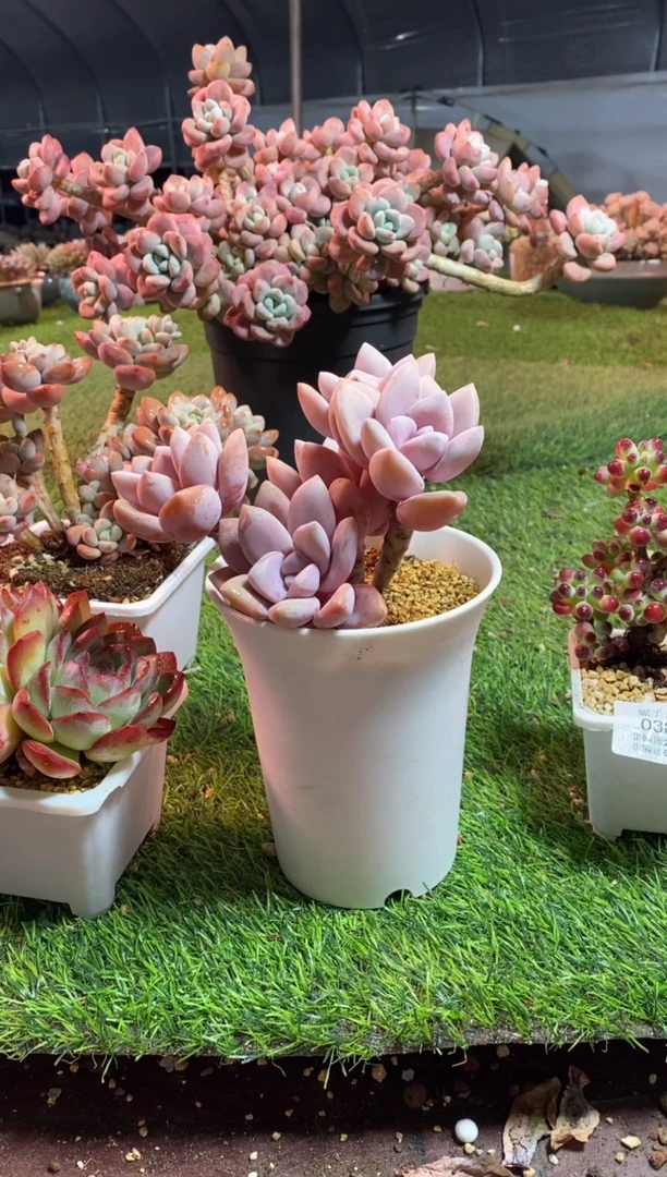 【闪购商品】0354a