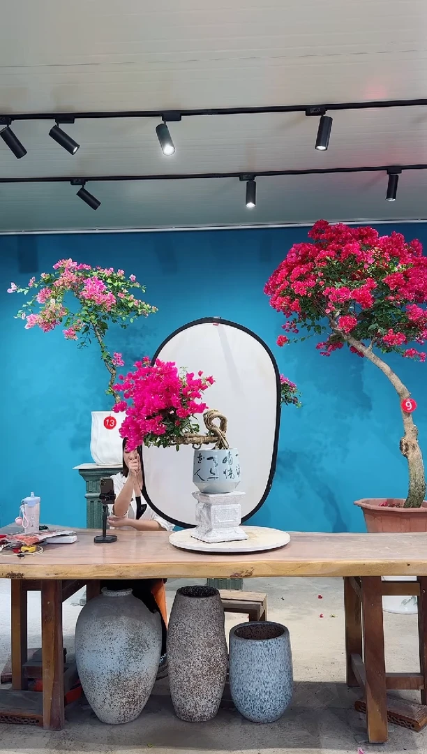 全部花朵绿叶玫红三角梅