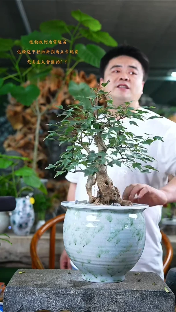 当前无花栽培后可以开花枫树237+