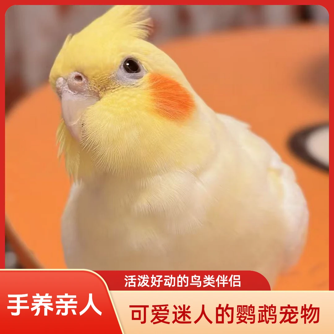 亲人玄凤鹦鹉活体手养玄凤鹦鹉观赏鸟（到家包活48小时）