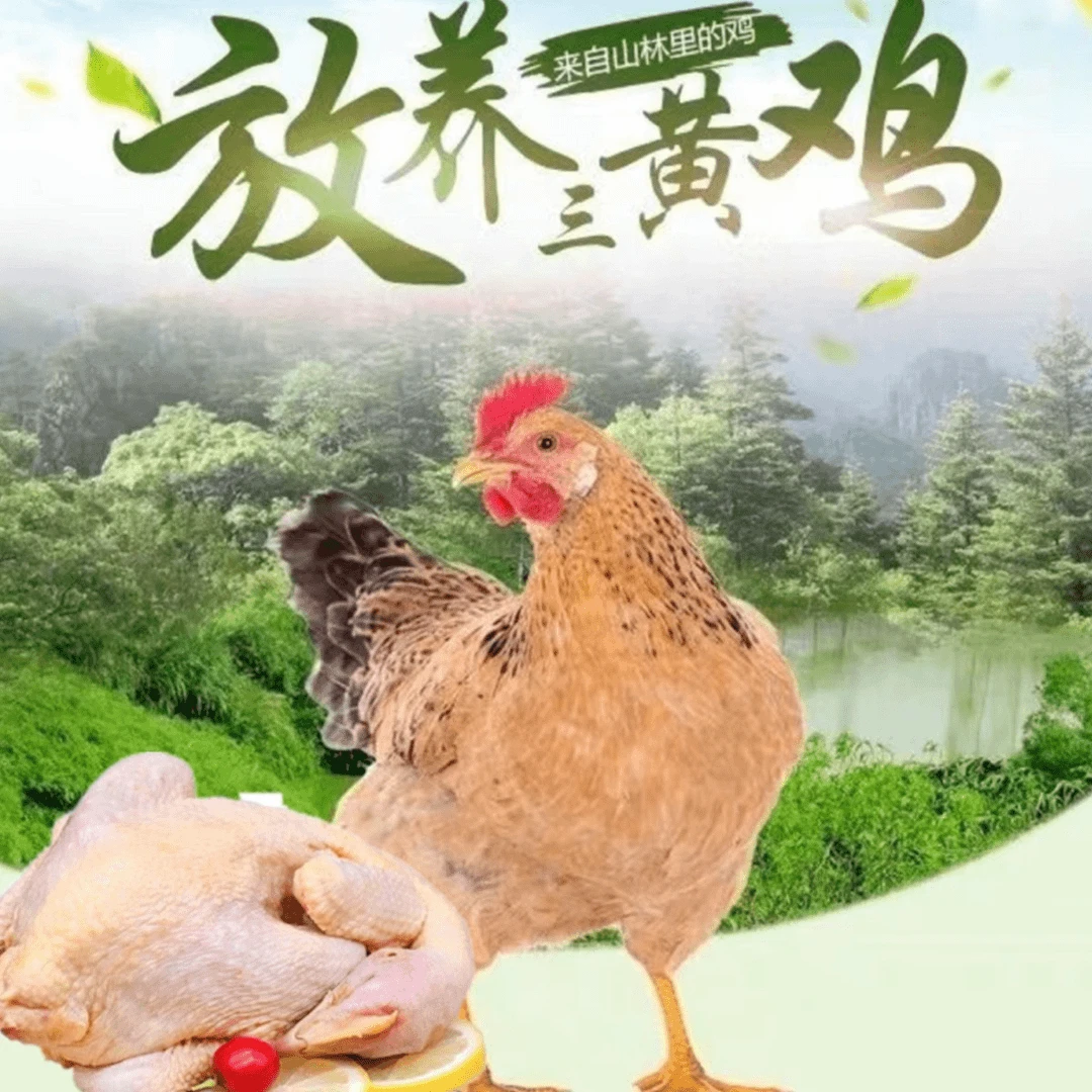 【到手三只】散养土鸡走地鸡净膛冰冻发货肉新鲜总重2千克左右a