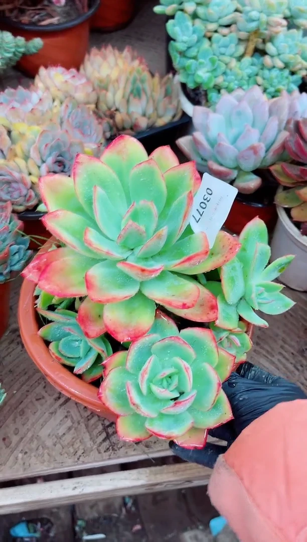 1****603077多肉植物一物一拍