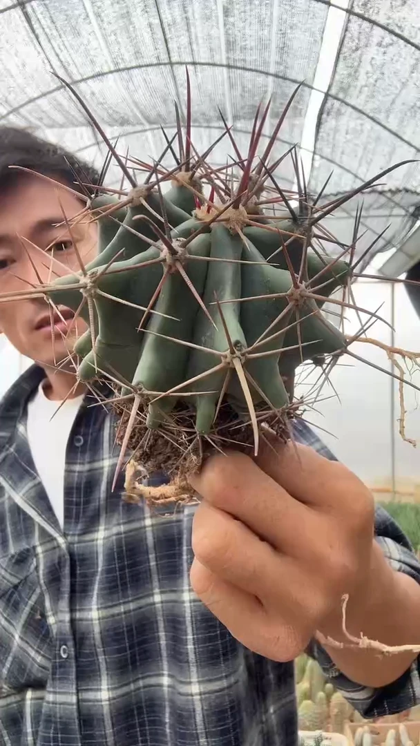 实生直刺不知名29.99