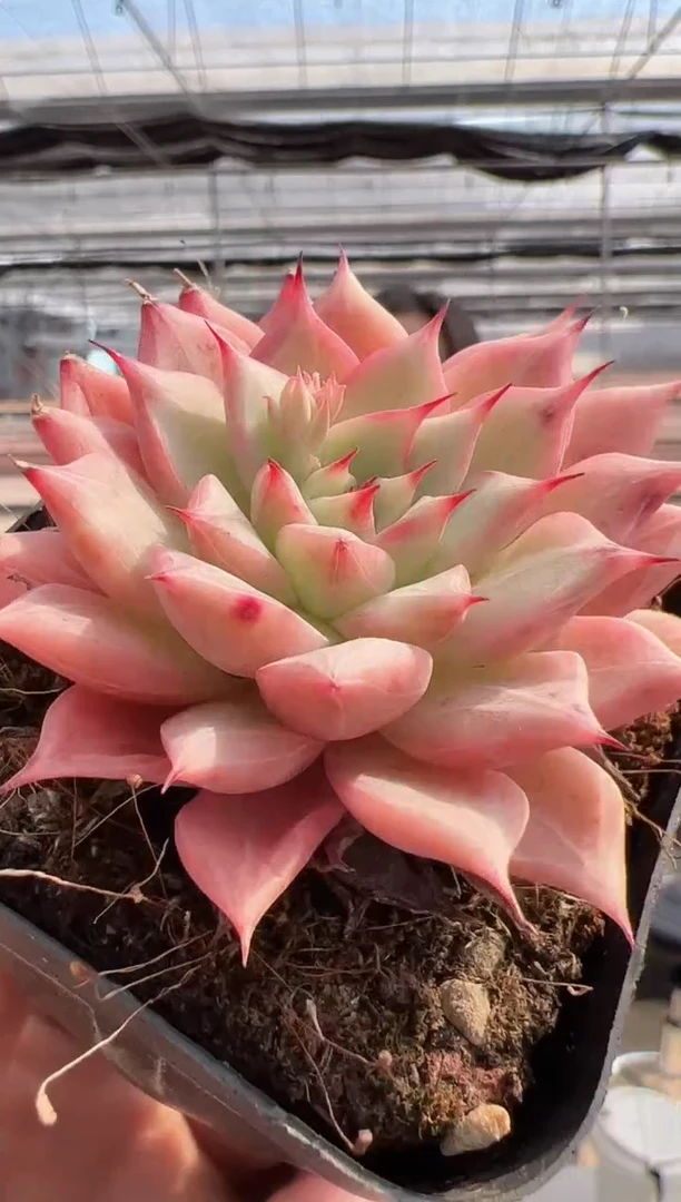 【闪购商品】新款多肉-238