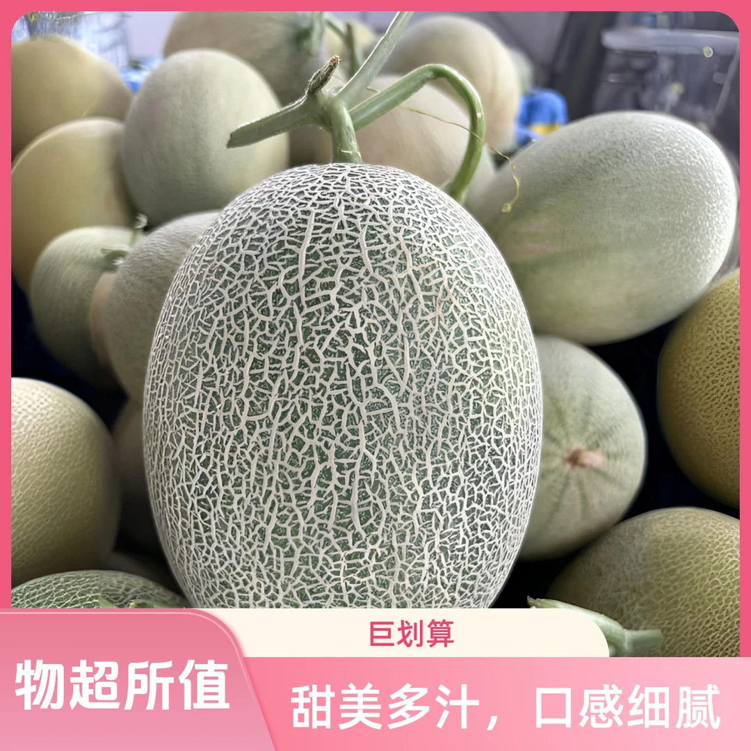 新疆直发正宗脆甜多汁西州蜜+金色年华组合网纹哈密瓜【绝对新鲜】