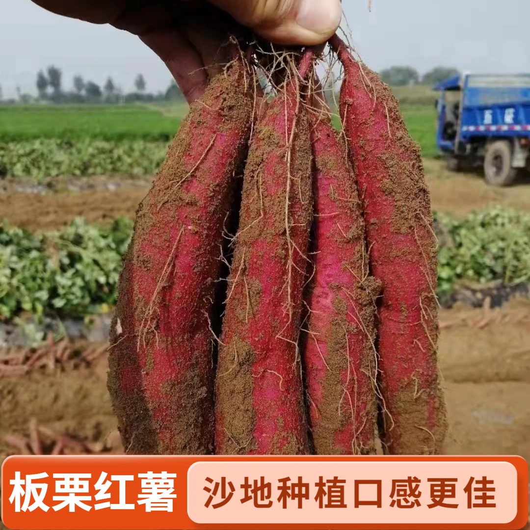 陕西板栗红薯沙地种植红皮黄心干面粉糯粗粮辅食