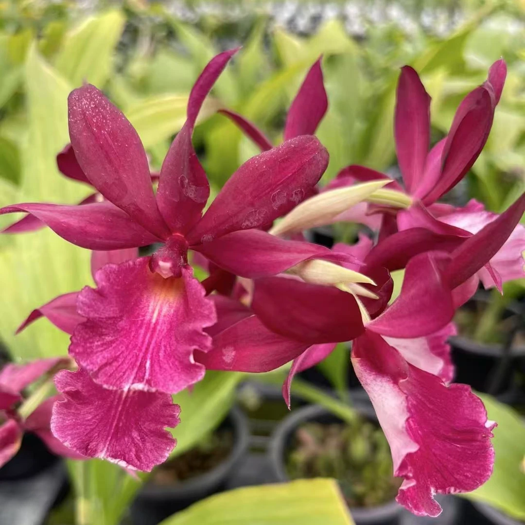 泰国红花石斛兰鹤顶兰盆栽花卉绿植品种纯正花色艳丽好种基地直发