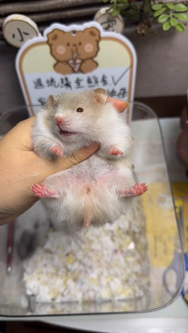 直毛鸽灰MM，121g