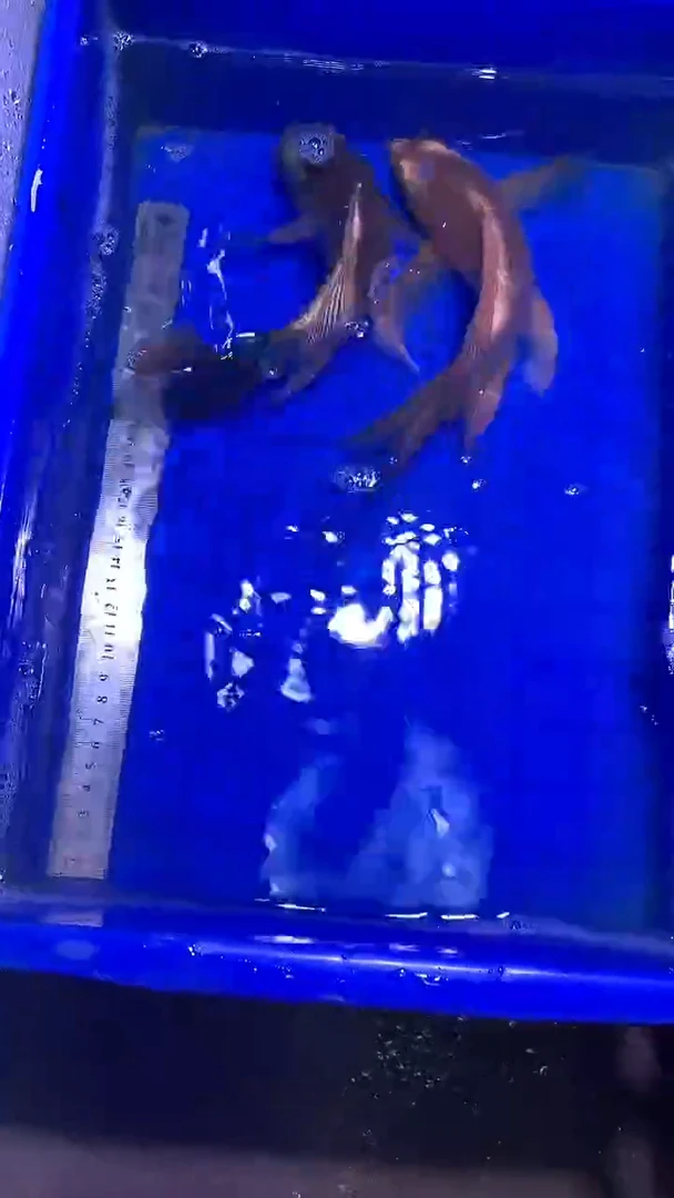蝴蝶鲤鱼蝴蝶鲤直播选鱼专用链接 凭开箱视频售后