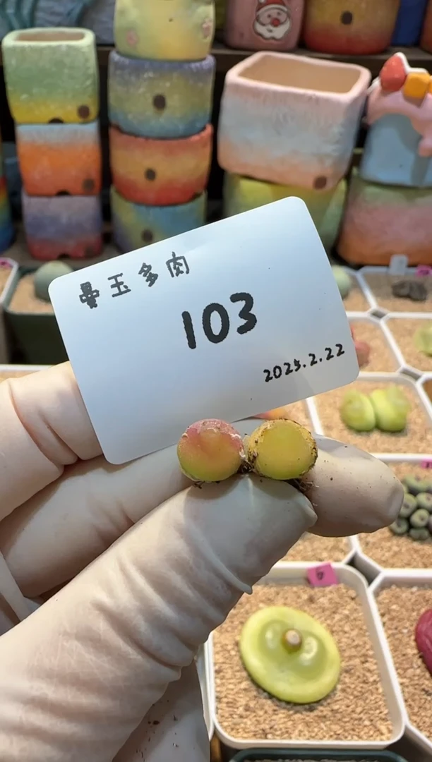 【闪购商品】25.2.22-103李别买
