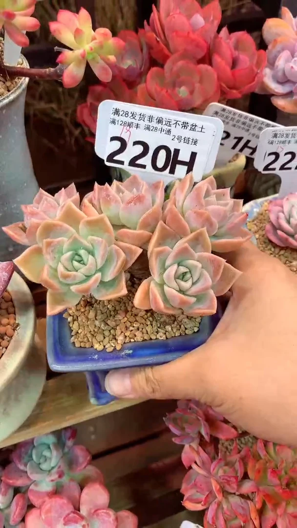 220H（一物一拍实付满28发货，默认不带盆土）
