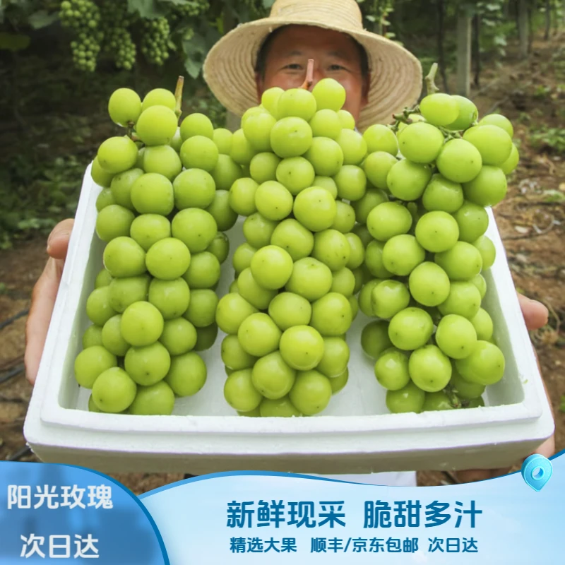 【顺丰包邮】F云南老树阳 光玫瑰葡萄 新鲜采摘6斤礼盒装脆甜无籽带玫瑰香g7精品大果v5云南省
