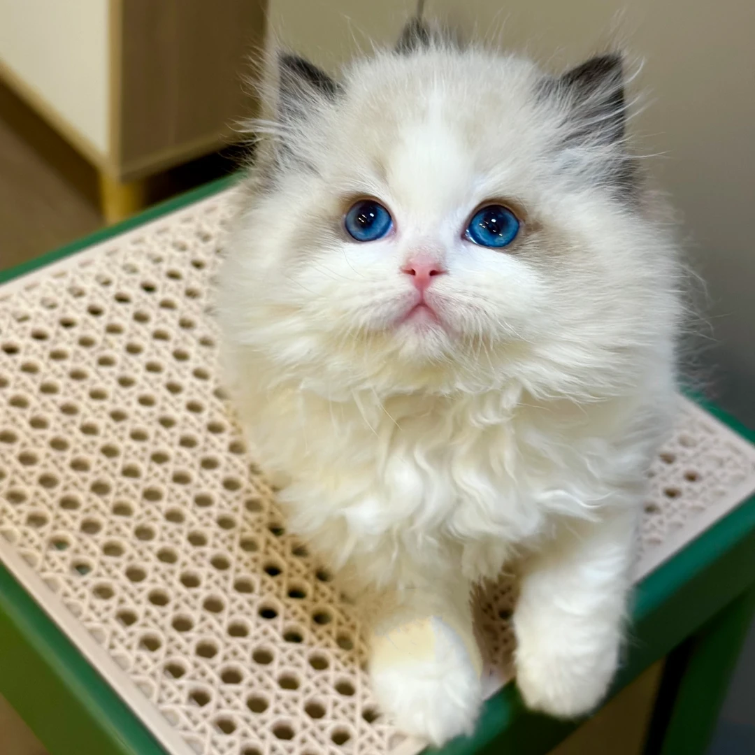 【深圳小柯猫舍】猫咪活体链接