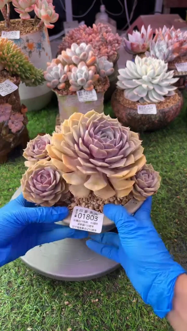 昆明印象多肉01803