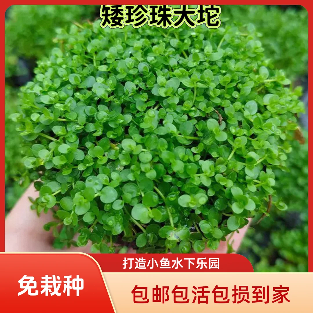 矮珍珠坨草趴地小草坪前景活体水草免栽种增氧净水