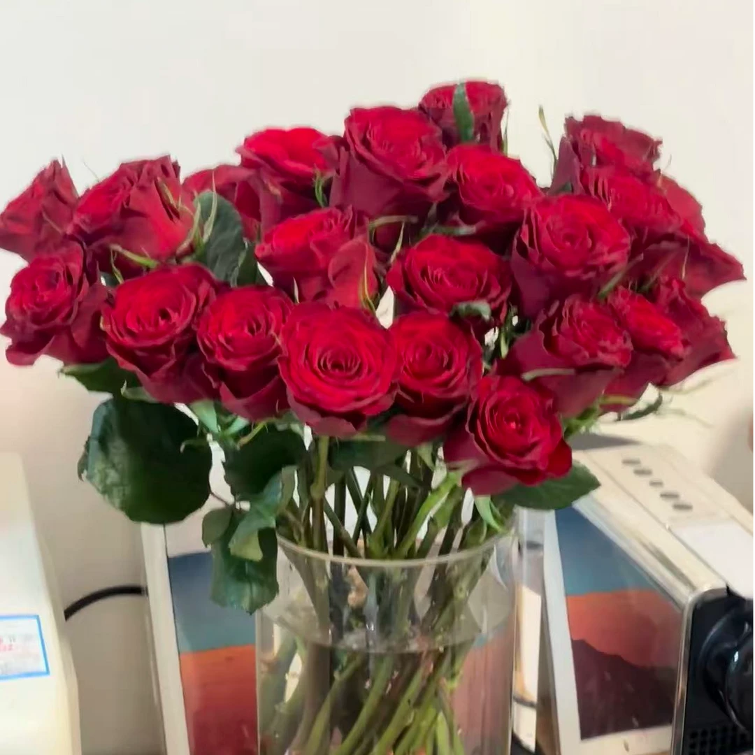 红玫瑰10支 家居家养花
