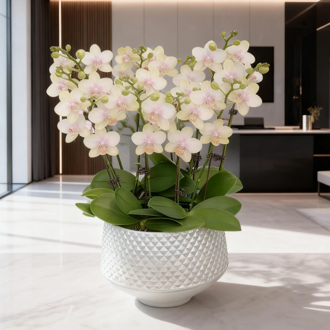 【七彩祥云】-梦茜儿的花坊-养活蝴蝶兰卧室耐养绿植带花带花苞开花