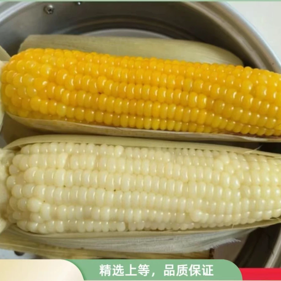 东北糯玉米 大棒 速冻玉米
