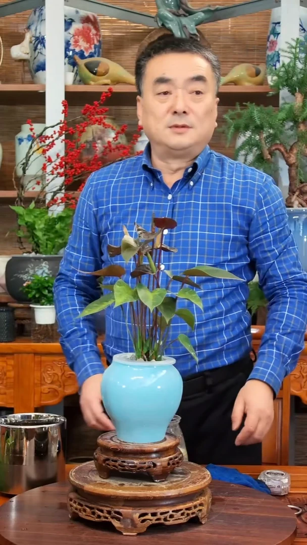 无花朵越**好水之韵水培黑美人