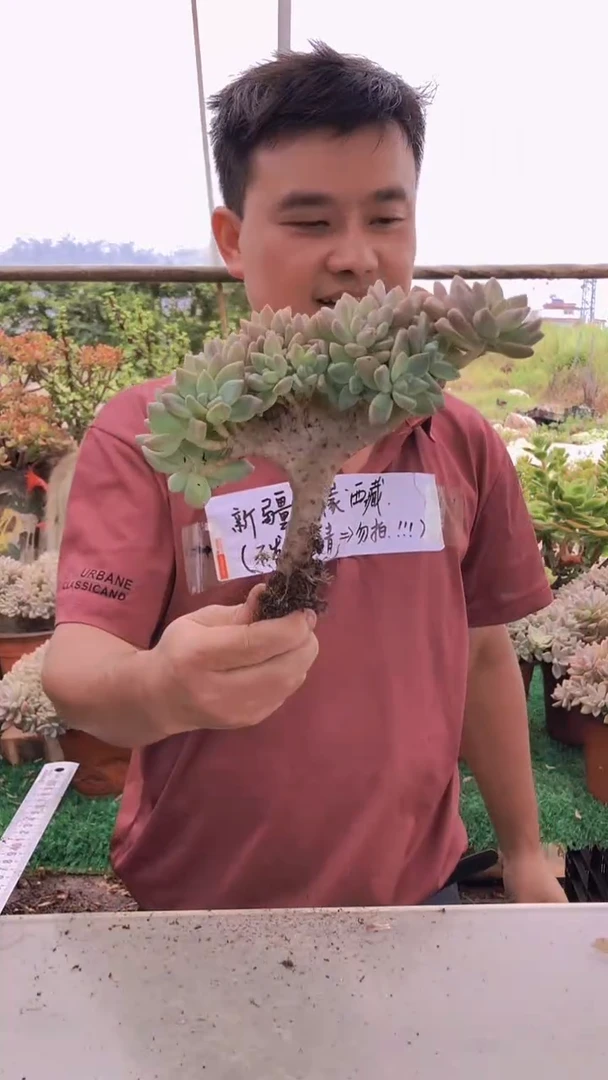 190淡雪缀化一物一拍